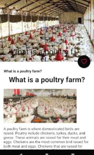 Poultry Farming - Chicken Farm - Chicken Egg Farm 2