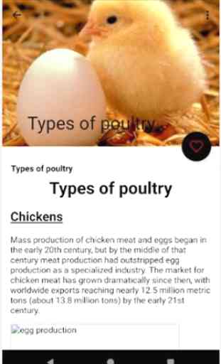 Poultry Farming - Chicken Farm - Chicken Egg Farm 4