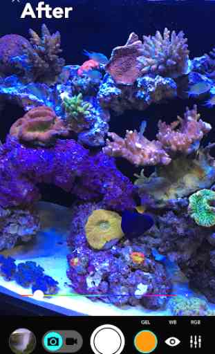 Aquarium Camera 2