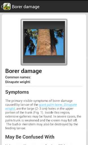 Palm Symptoms Key 3