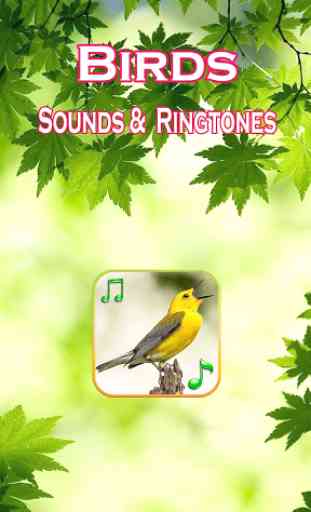 Birds Sounds Ringtones 1
