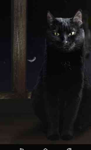 Cute Black Cat Live Wallpaper 4