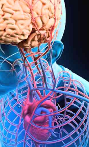 Human Anatomy 3D For Edication 2