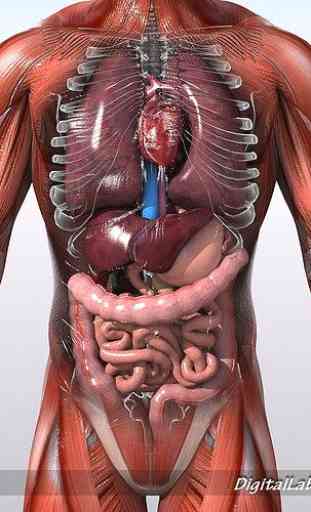 Human Anatomy 3D For Edication 3