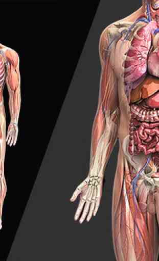 Anatomy 3D Pictures 2