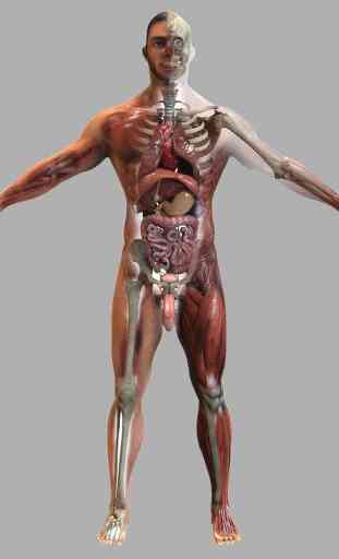 Anatomy 3D Pictures 3