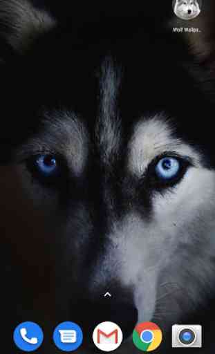 Free Wolf Wallpapers HD 4