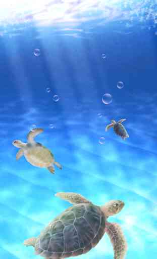Aquarium Sea Turtle simulation 2