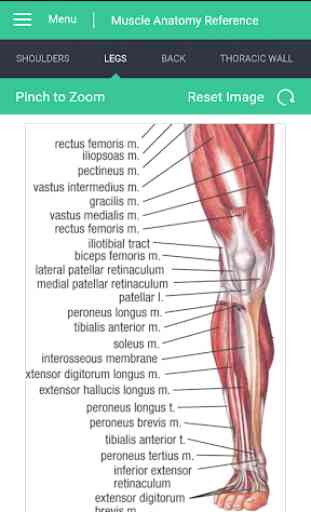 Muscle Anatomy Reference Guide 3