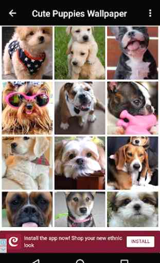 Cute Puppies Wallpaper 3