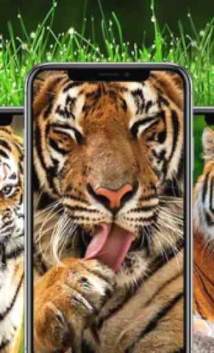 Tigers Wallpaper 1