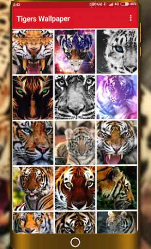 Tigers Wallpaper 3