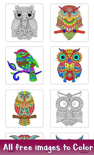 Owl Color by Number - Birds Coloring Book Pages 1