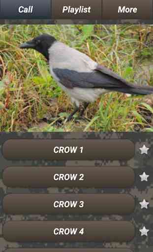 Pest bird hunting: pests sounds & images. Free app 1