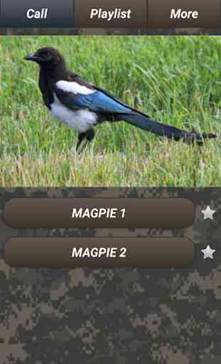 Pest bird hunting: pests sounds & images. Free app 2