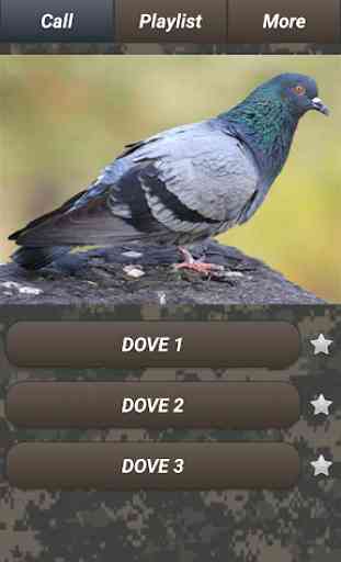 Pest bird hunting: pests sounds & images. Free app 3