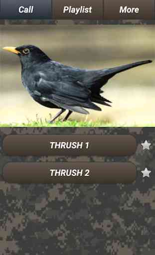 Pest bird hunting: pests sounds & images. Free app 4