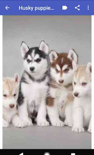 Husky puppies Wallpapers 1