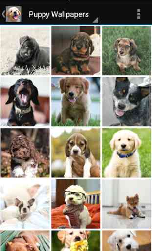 Puppy Wallpapers 1