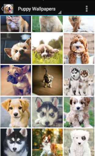 Puppy Wallpapers 2