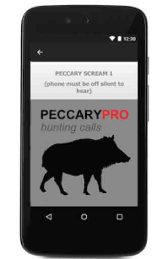 Peccary Calls For Hunting 2