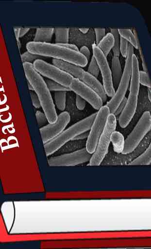 Bacteria 4