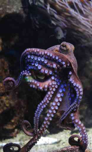 Octopus wallpaper 4