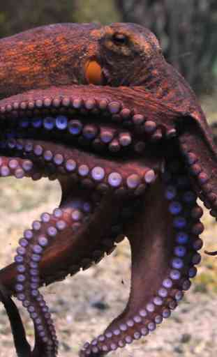 Octopus Wallpaper 1