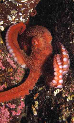 Octopus Wallpaper 3