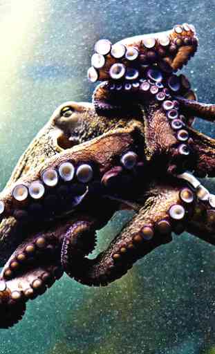 Octopus Wallpaper 4