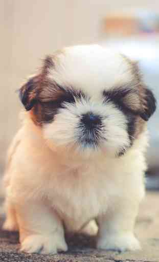 Cute Puppy Wallpapers: Cutest Pictures of Puppies 1