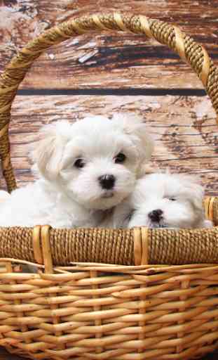 Cute Puppy Wallpapers: Cutest Pictures of Puppies 2