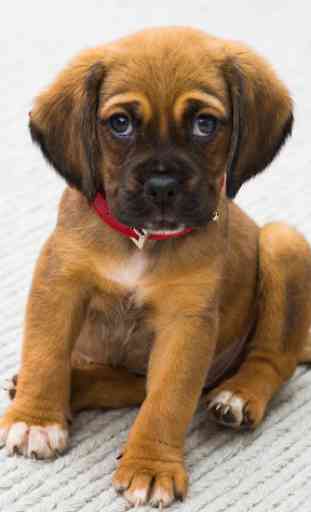 Cute Puppy Wallpapers: Cutest Pictures of Puppies 4