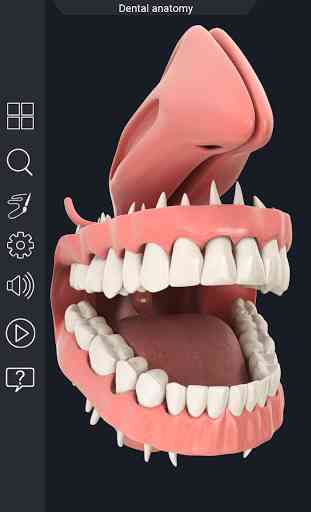 Dental  Anatomy 2