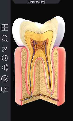Dental Anatomy Pro. 1
