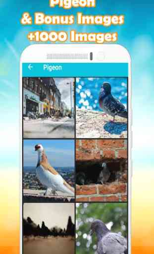 Pigeon Wallpaper HD  4