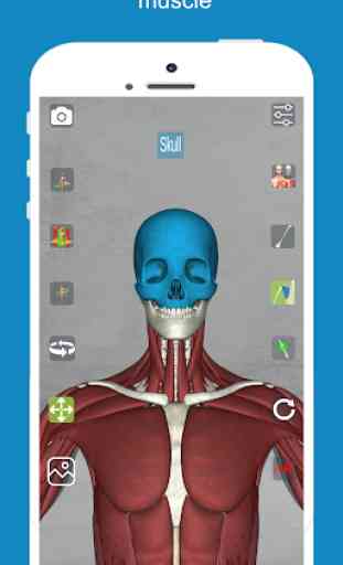 Corporis Anatomy | Interactive 3D Human Body Atlas 2