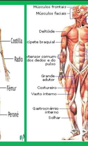 Human Anatomy in 3D. The human body 1