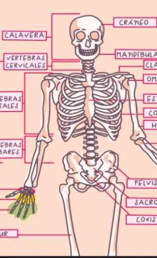Human Anatomy in 3D. The human body 2