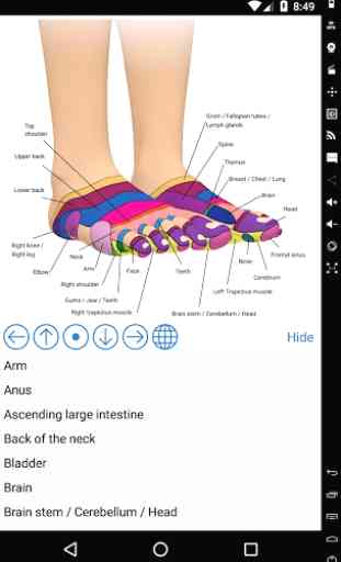 Foot Reflexology Chart 2