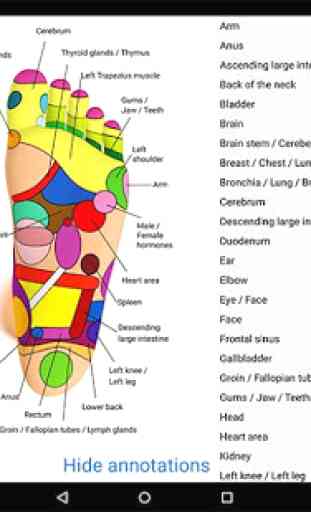Foot Reflexology Chart 3