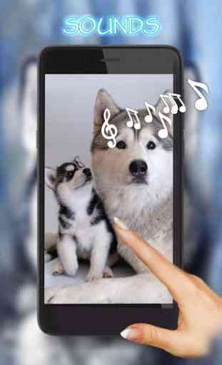 Husky Puppies live wallpaper 1