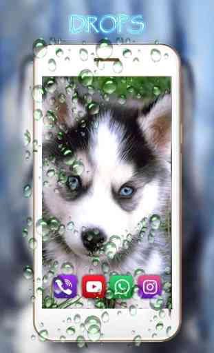 Husky Puppies live wallpaper 2
