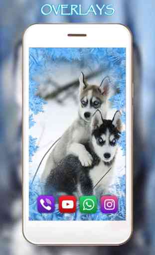 Husky Puppies live wallpaper 3