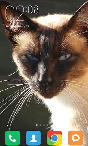 Siamese cat Wallpapers 1