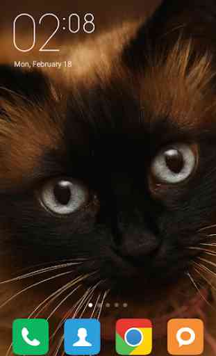 Siamese cat Wallpapers 2
