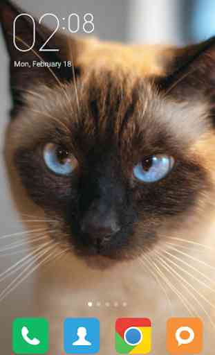 Siamese cat Wallpapers 3