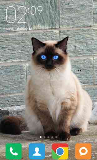 Siamese cat Wallpapers 4
