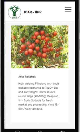 Tomato Cultivation IIHR 2