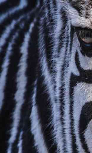 Zebra Wallpapers 3
